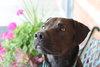 Franzi - ADOPTED 07.18.14