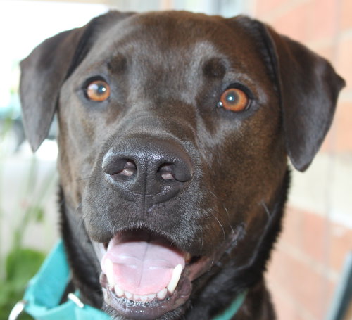 Franzi - ADOPTED 07.18.14