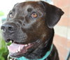 Franzi - ADOPTED 07.18.14