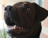 Franzi - ADOPTED 07.18.14
