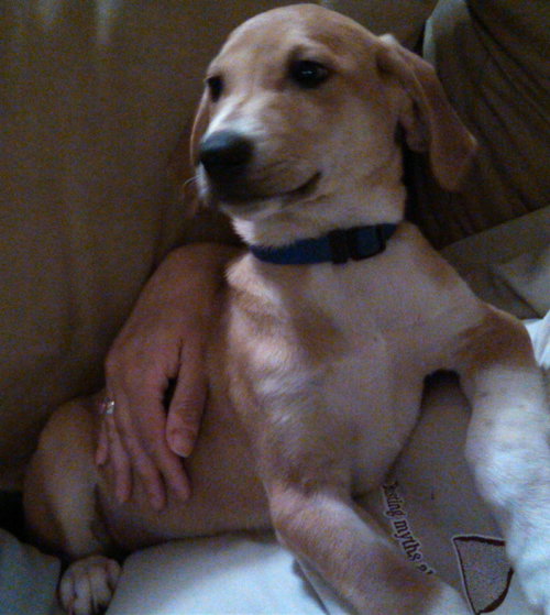 Nl Litter Greg - ADOPTED 06.25.14