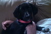 Nl Litter Dharma - ADOPTED 07.06.14