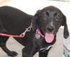 Nl Litter Dharma - ADOPTED 07.06.14