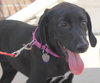 Nl Litter Dharma - ADOPTED 07.06.14