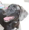 Nl Litter Dharma - ADOPTED 07.06.14