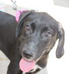 Nl Litter Dharma - ADOPTED 07.06.14