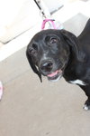 Nl Litter Dharma - ADOPTED 07.06.14