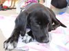 Nl Litter Dharma - ADOPTED 07.06.14