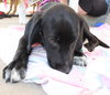 Nl Litter Dharma - ADOPTED 07.06.14