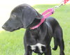 Nl Litter Dharma - ADOPTED 07.06.14