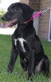 Nl Litter Dharma - ADOPTED 07.06.14