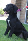 Nl Litter Dharma - ADOPTED 07.06.14
