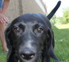 Nl Litter Dharma - ADOPTED 07.06.14