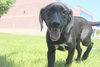 Nl Litter Dharma - ADOPTED 07.06.14
