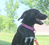 Nl Litter Dharma - ADOPTED 07.06.14