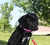 Nl Litter Dharma - ADOPTED 07.06.14