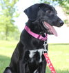Nl Litter Dharma - ADOPTED 07.06.14