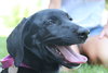 Nl Litter Dharma - ADOPTED 07.06.14