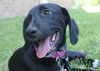 Nl Litter Dharma - ADOPTED 07.06.14