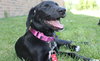Nl Litter Dharma - ADOPTED 07.06.14