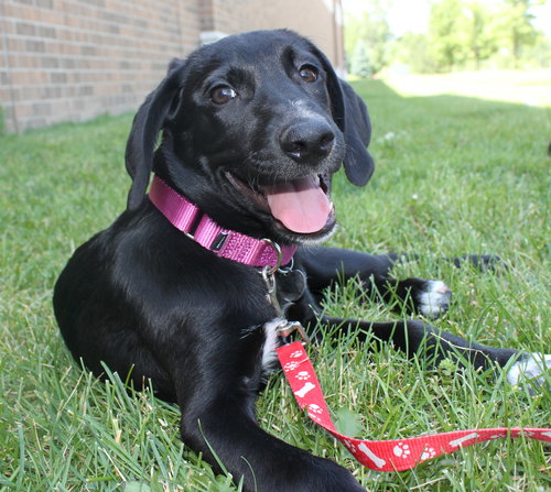 Nl Litter Dharma - ADOPTED 07.06.14