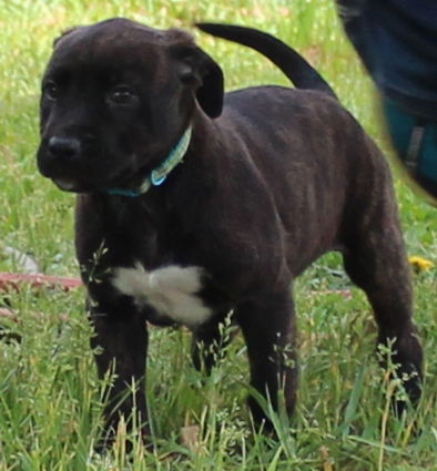 Ol Litter Barnaby - ADOPTED 07.05.14