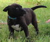 Ol Litter Barnaby - ADOPTED 07.05.14