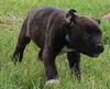 Ol Litter Barnaby - ADOPTED 07.05.14