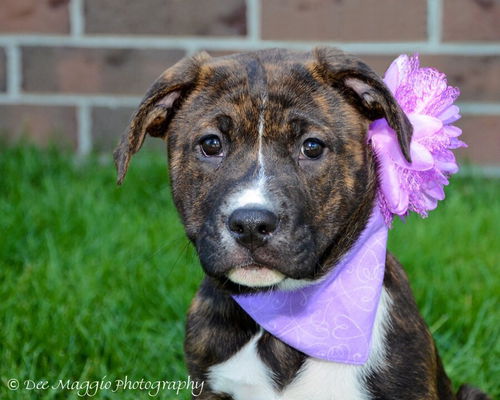 Ol Litter Betty - ADOPTED 07.20.14