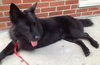 Stuyvesant ♥ - ADOPTED 5.26.16
