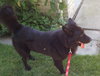 Stuyvesant ♥ - ADOPTED 5.26.16