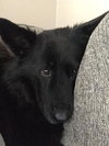 Stuyvesant ♥ - ADOPTED 5.26.16