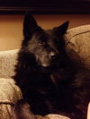 Stuyvesant ♥ - ADOPTED 5.26.16