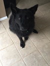 Stuyvesant ♥ - ADOPTED 5.26.16