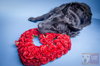 Stuyvesant ♥ - ADOPTED 5.26.16