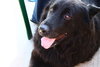 Stuyvesant ♥ - ADOPTED 5.26.16