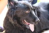 Stuyvesant ♥ - ADOPTED 5.26.16