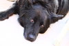 Stuyvesant ♥ - ADOPTED 5.26.16