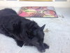 Stuyvesant ♥ - ADOPTED 5.26.16
