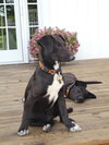 Pl Litter-Abercrombie - ADOPTED 02.24.16