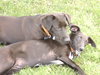 Pl Litter-Abercrombie - ADOPTED 02.24.16