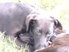 Pl Litter-Abercrombie - ADOPTED 02.24.16