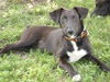 Pl Litter-Abercrombie - ADOPTED 02.24.16