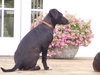Pl Litter-Abercrombie - ADOPTED 02.24.16