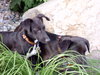 Pl Litter-Abercrombie - ADOPTED 02.24.16