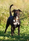 Pl Litter-Abercrombie - ADOPTED 02.24.16