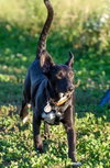Pl Litter-Abercrombie - ADOPTED 02.24.16