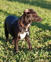 Pl Litter-Abercrombie - ADOPTED 02.24.16