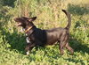 Pl Litter-Abercrombie - ADOPTED 02.24.16