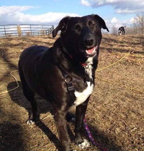 Pl Litter-Abercrombie - ADOPTED 02.24.16